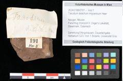 Foto (Objekt + Etikett) von Taxodium distichum miocenicum Heer (NHMW-GEO-2024-0188-0191)